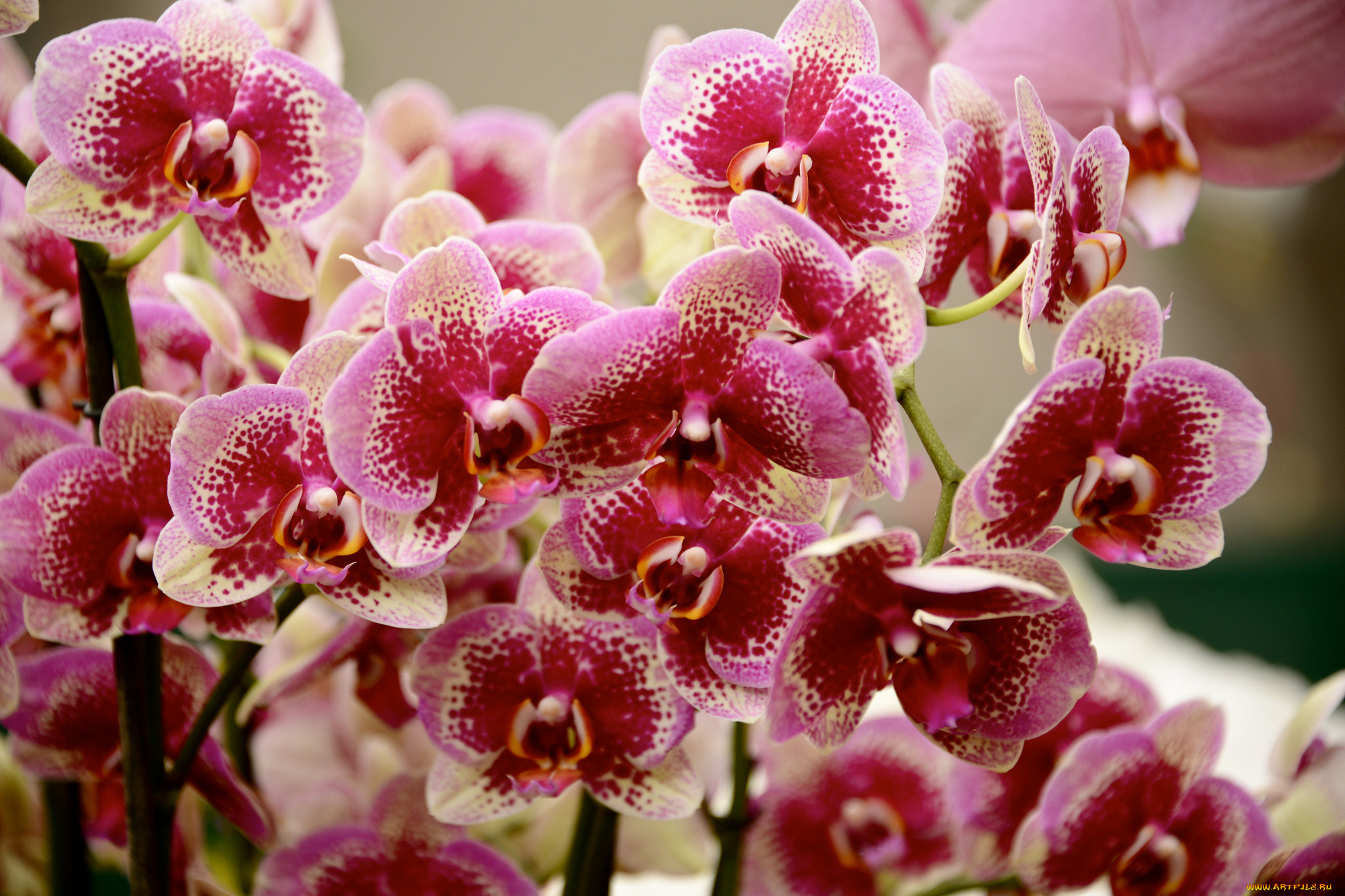 , , orchids, , flowering, flowers
